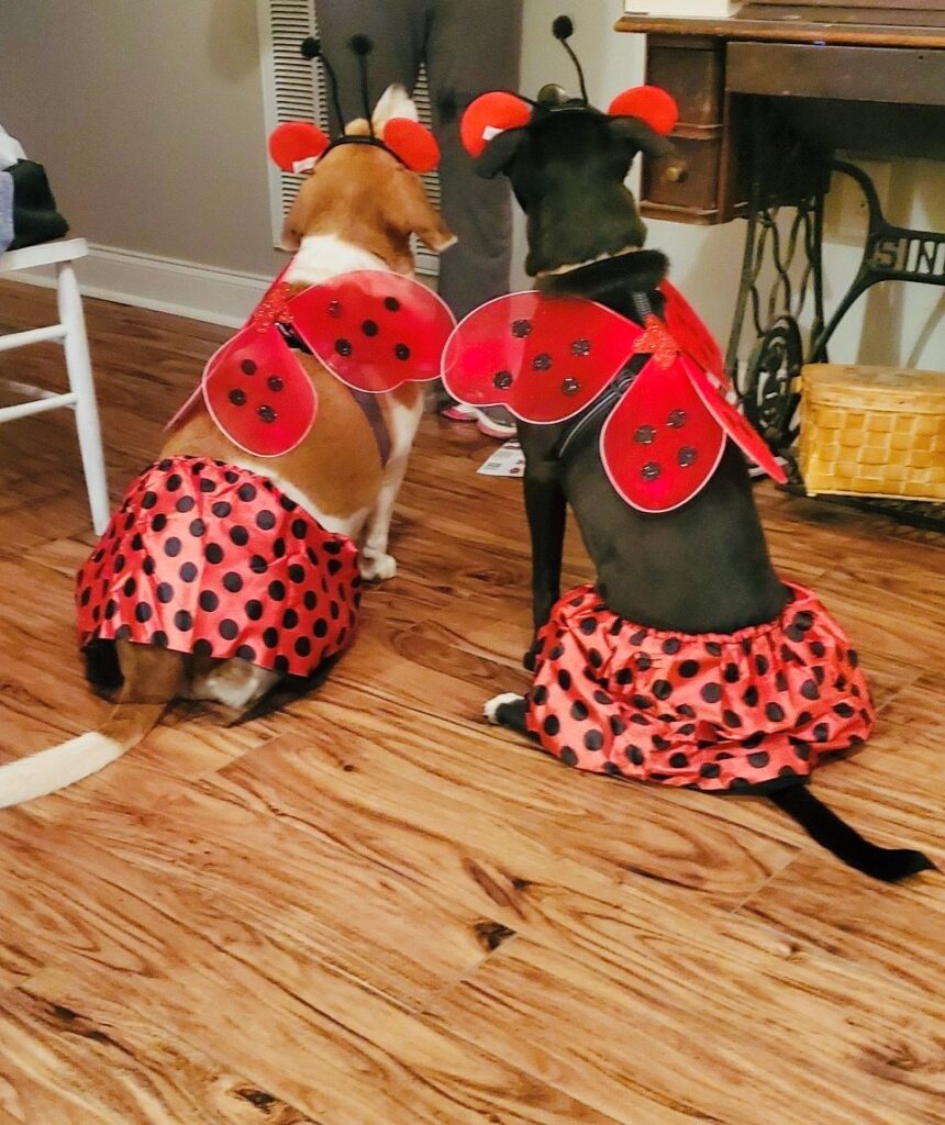 Ladybugs